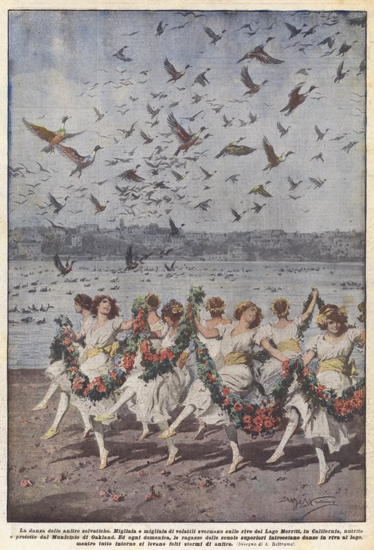 La danse des canards sauvages - Achille Beltrame