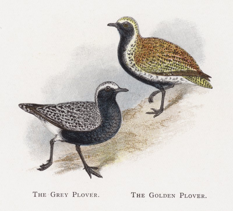 Le Pluvier Gris, Le Pluvier Doré - Alexander Francis Lydon