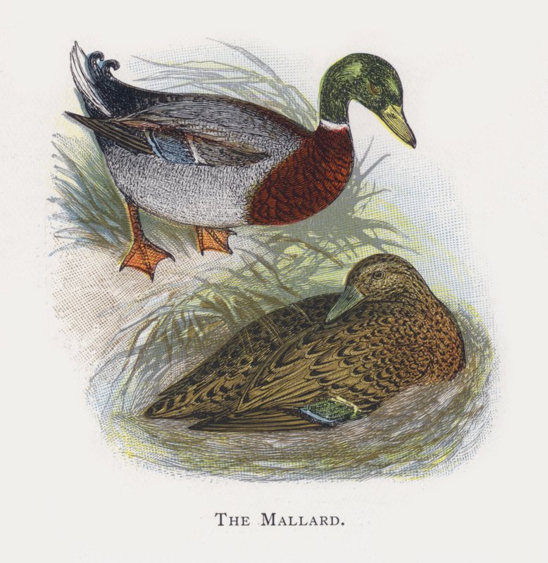 Le Canard colvert - Alexander Francis Lydon