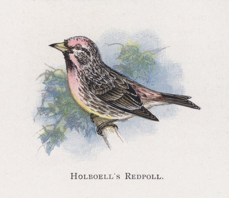 Le Sizerin de Holbœll - Alexander Francis Lydon
