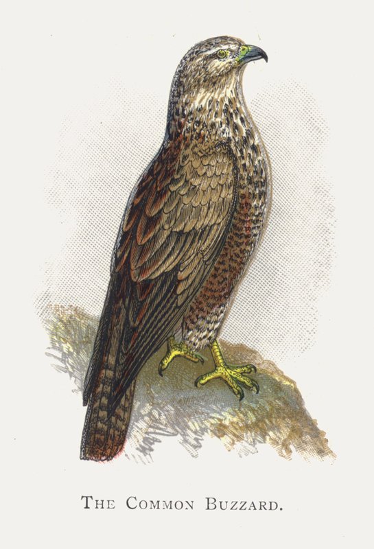 La Buse variable - Alexander Francis Lydon