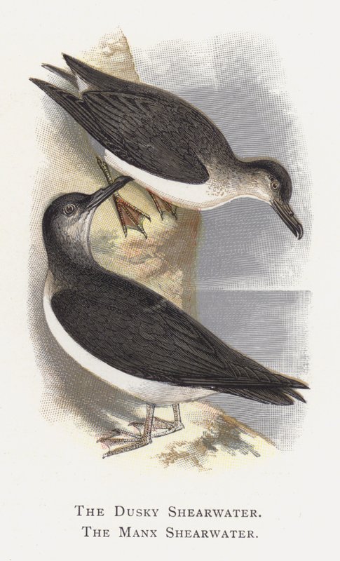 Le Puffin Brun, Le Puffin des Anglais - Alexander Francis Lydon