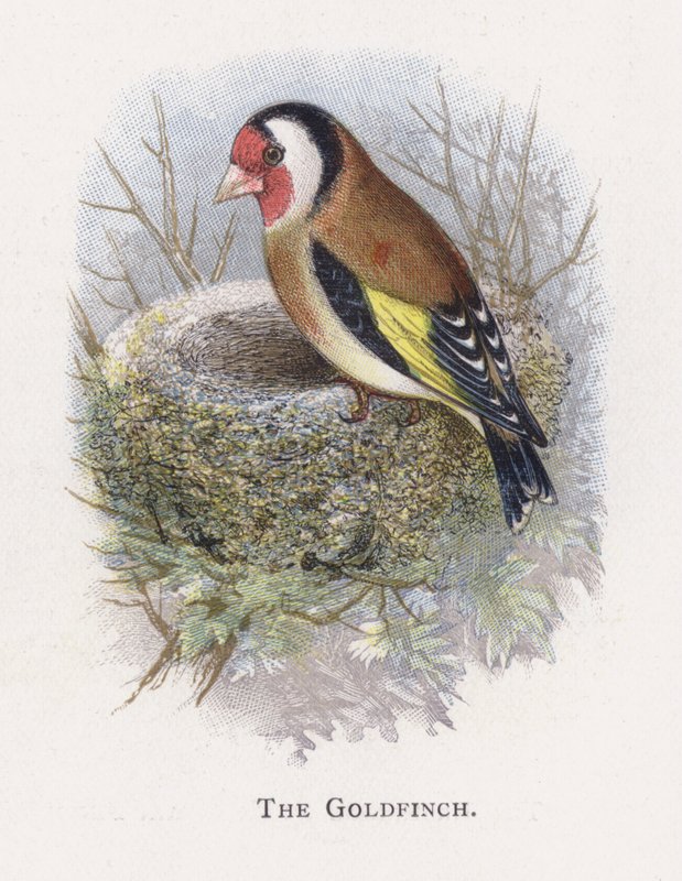 Le Chardonneret élégant - Alexander Francis Lydon
