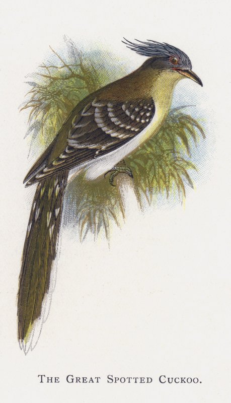 Le Coucou geai - Alexander Francis Lydon