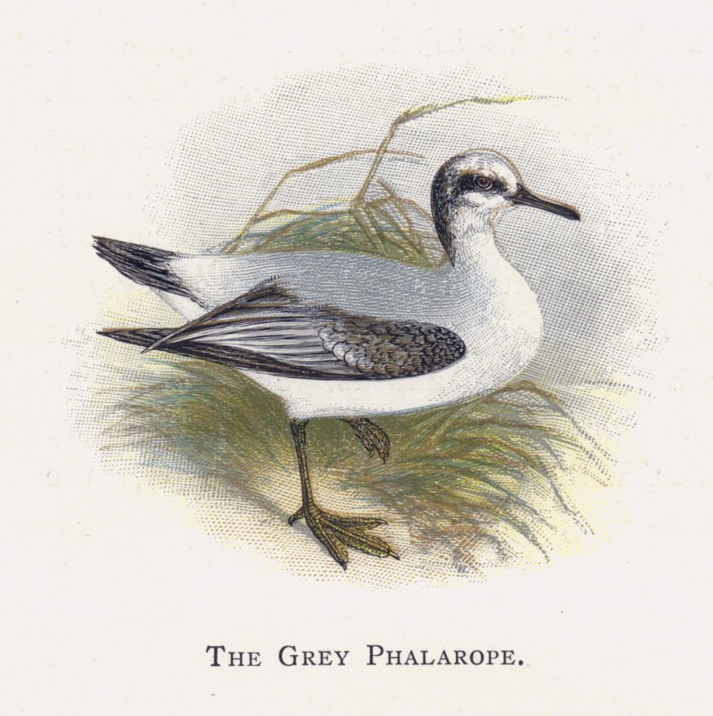 Le Phalarope Gris - Alexander Francis Lydon