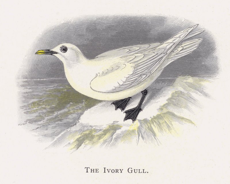 La Mouette Ivoire - Alexander Francis Lydon