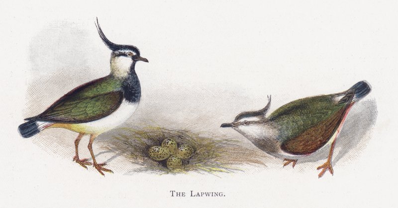 Le Vanneau - Alexander Francis Lydon