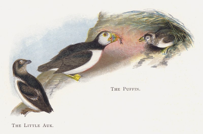 Le Petit Pingouin, Le Macareux - Alexander Francis Lydon