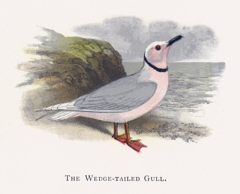La Mouette à Queue Cunéiforme - Alexander Francis Lydon