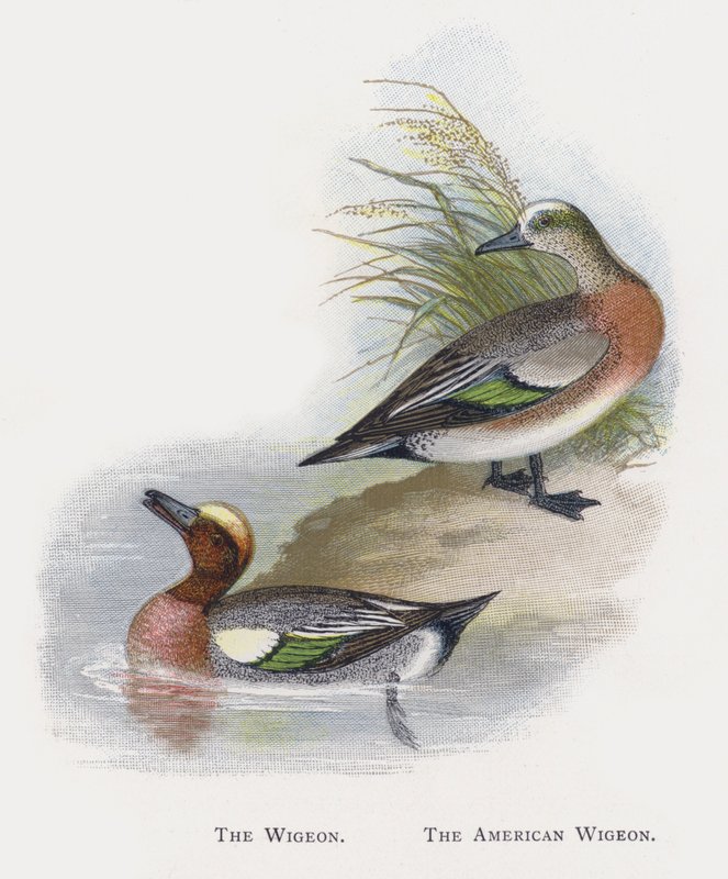 Le Canard siffleur, Le Canard d