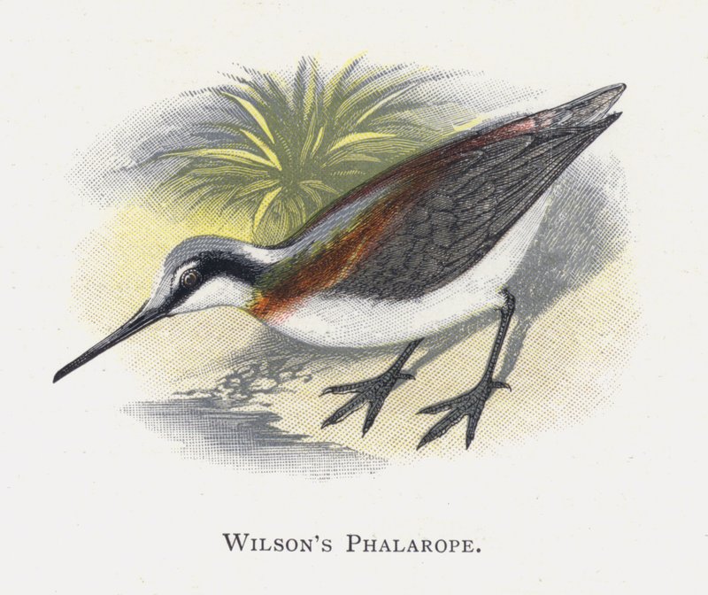 Le Phalarope de Wilson - Alexander Francis Lydon