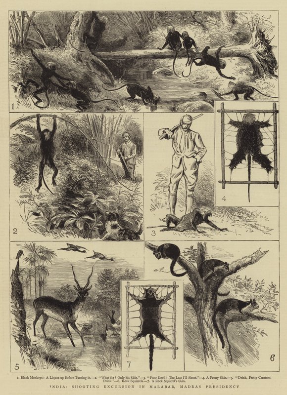 Inde, excursion de chasse au Malabar, présidence de Madras - Alfred W. Cooper