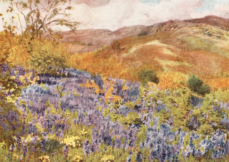 District des Lacs : Jacinthes sauvages - Alfred Heaton Cooper