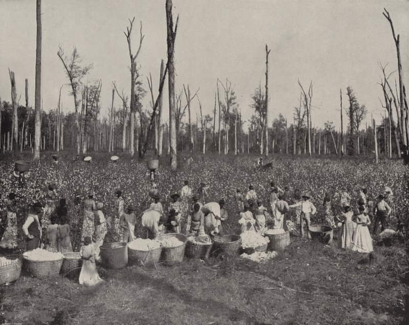 Cueillette du coton au Mississippi - American Photographer (after)