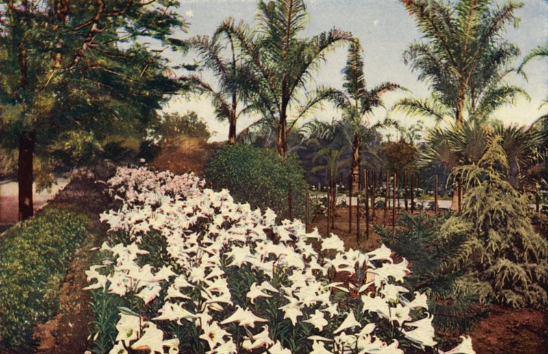 Lys de Pâques en fleurs (photo couleur) - American Photographer