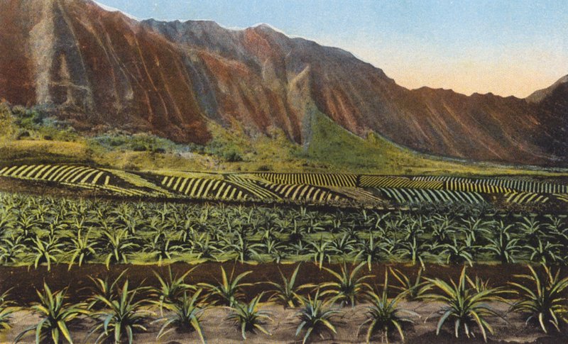 Plantation d