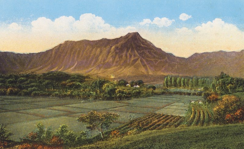 Rizières, Oahu (photo couleur) - American Photographer
