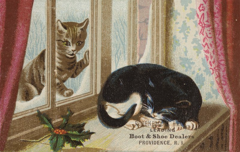 Chat dehors regardant à l