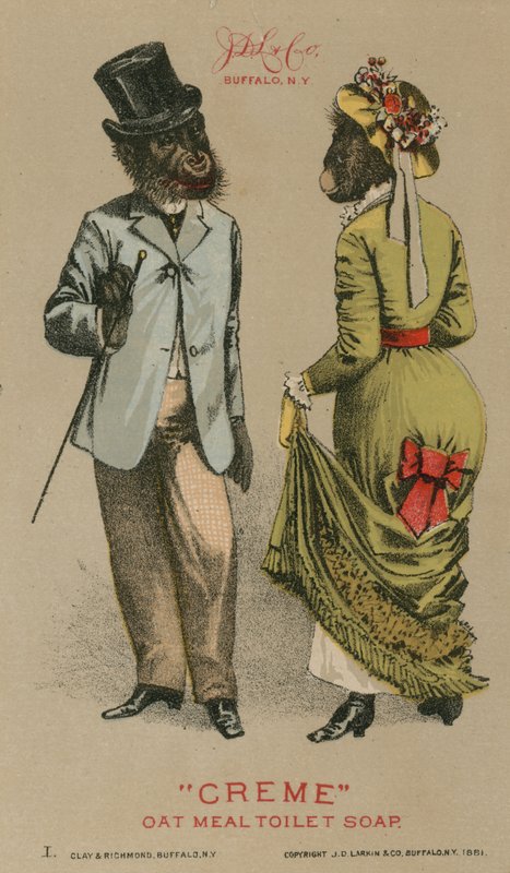 Chimpanzés en vêtements à la mode - American School