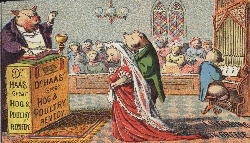 Cochons se mariant - American School