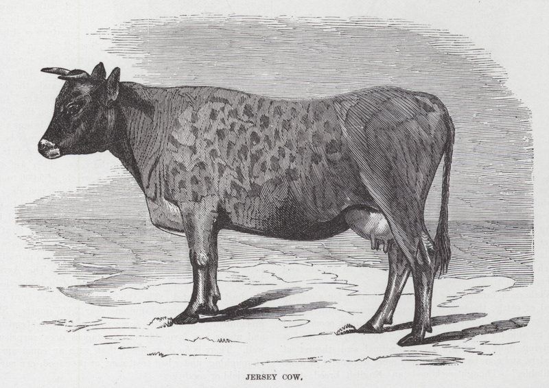 Vache de Jersey - American School