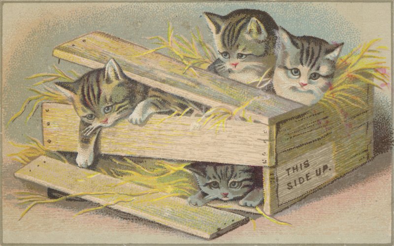 Chatons dans une caisse cassée - American School