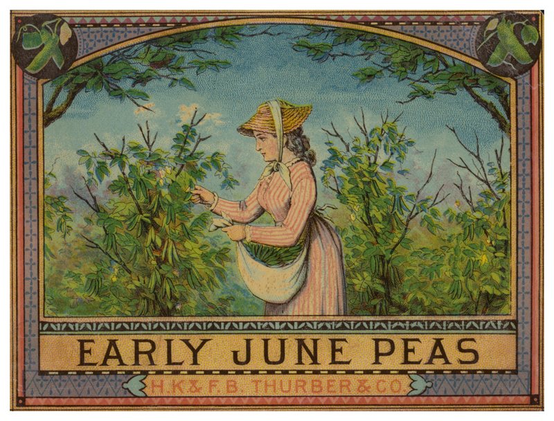 Dame cueillant des pois de juin - American School