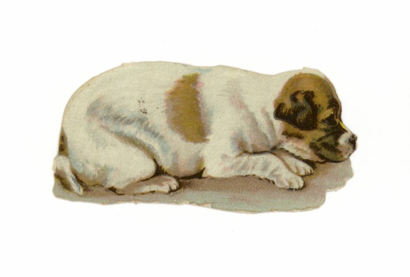 Chiot couché - American School