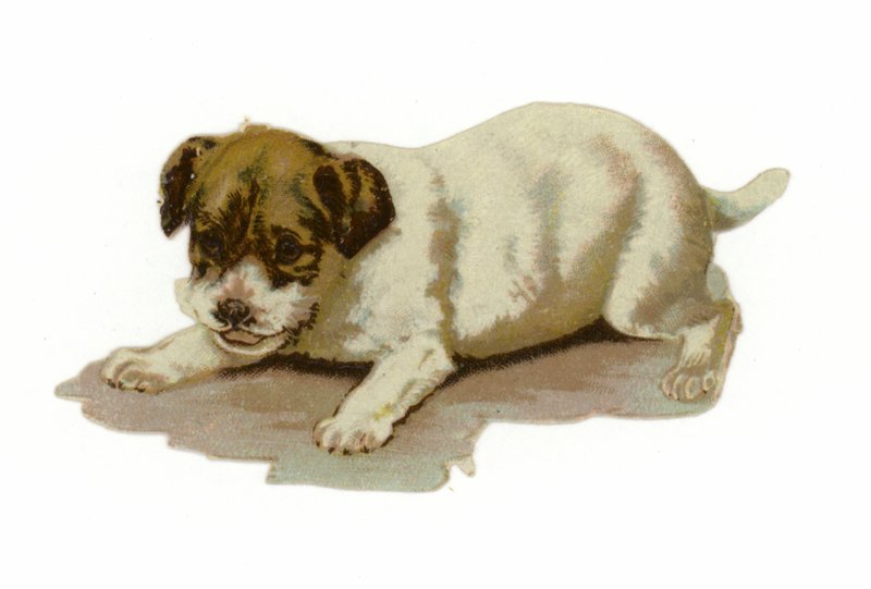 Chiot jouant - American School