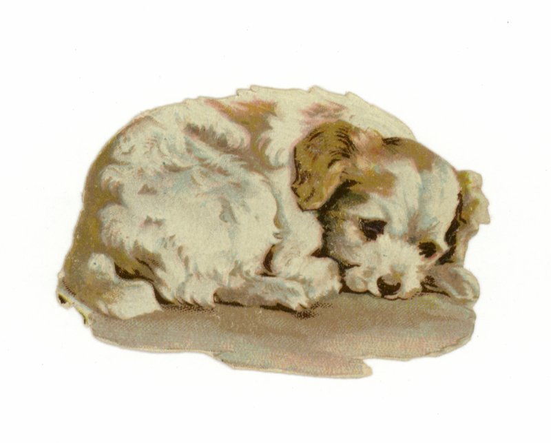 Chiot dormant - American School
