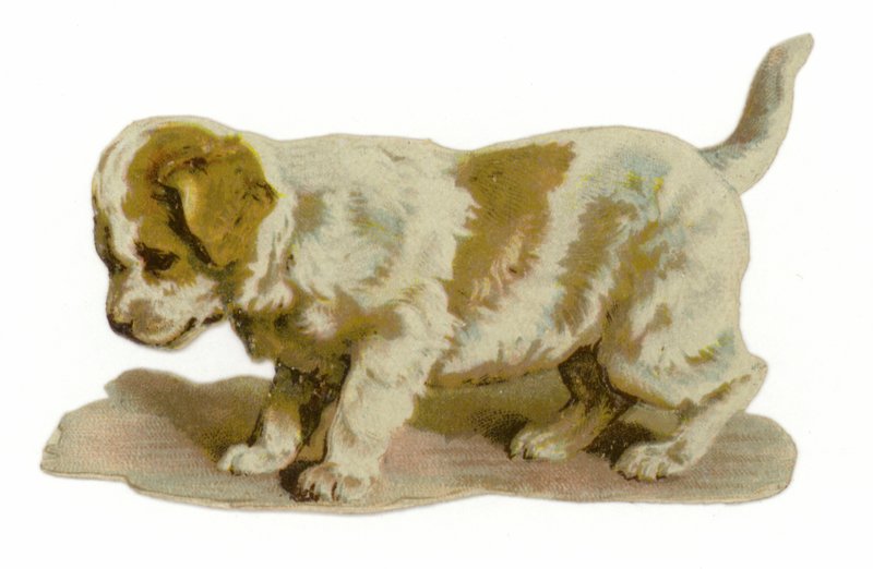 Chiot debout - American School