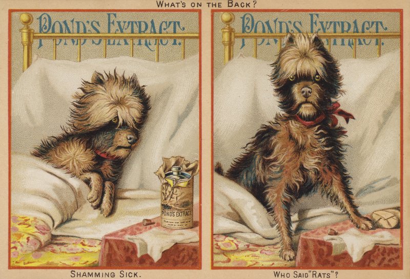 Chien malade au lit - American School