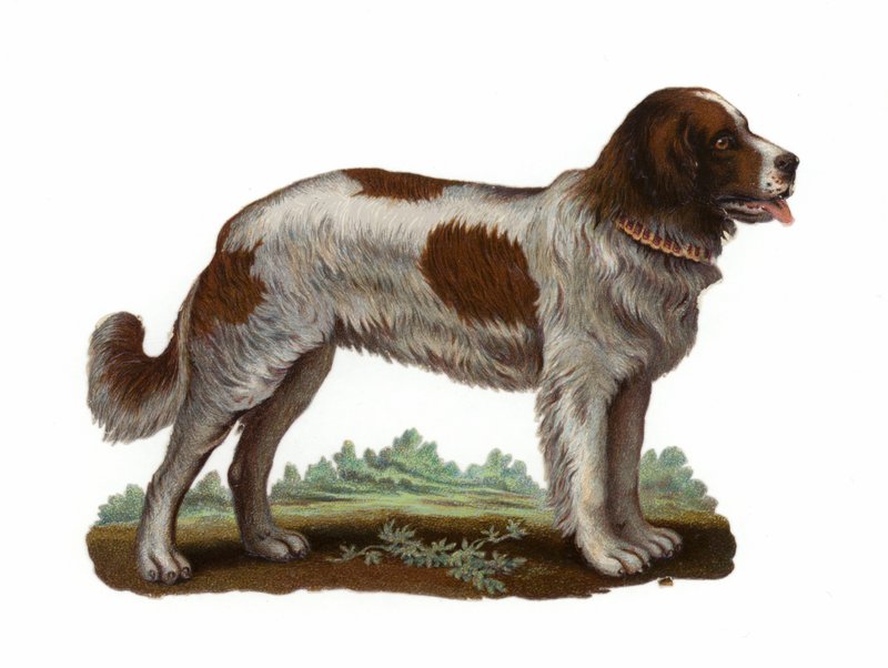 Chien Saint-Bernard - American School