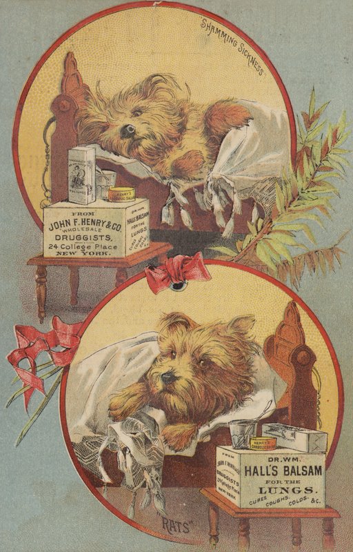 Terrier dans un lit - American School