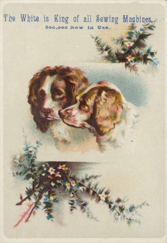 Deux têtes de chien ensemble - American School