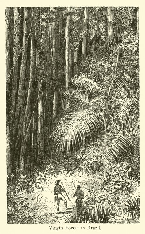 Forêt vierge au Brésil - American School