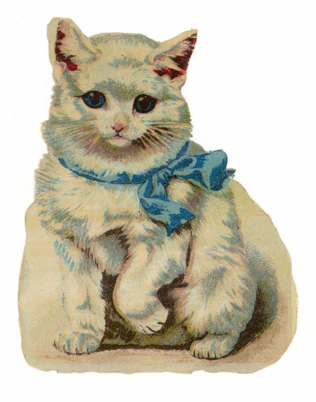 Chat blanc portant un nœud bleu - American School