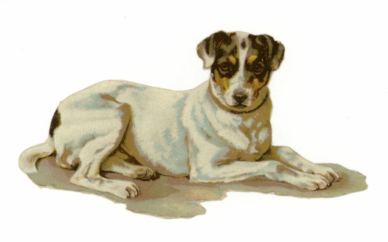 Jeune chien couché - American School