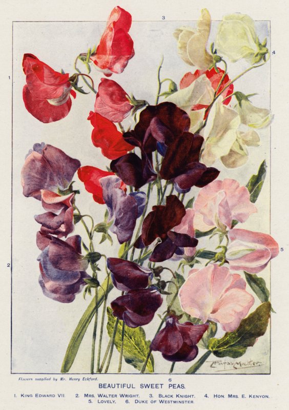 Belles pois de senteur (lithographie en couleur) - Angelo Fairfax Muckley