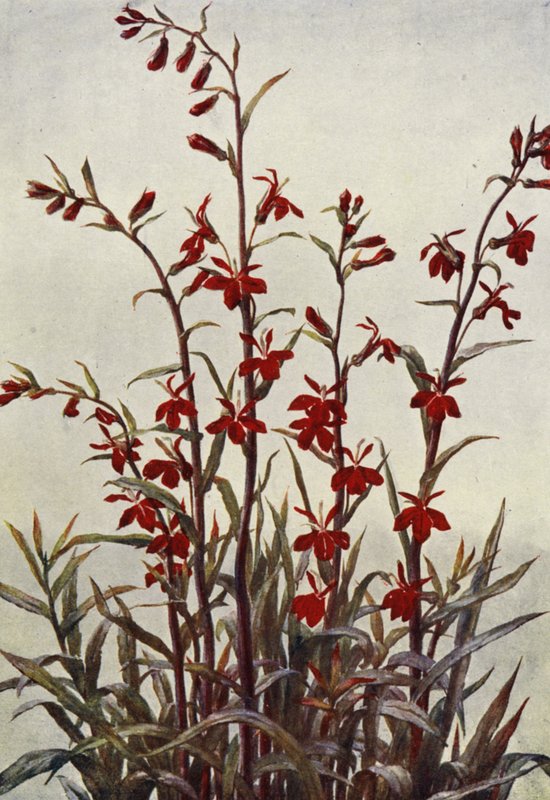 Lobélie Cardinals - Angelo Fairfax Muckley