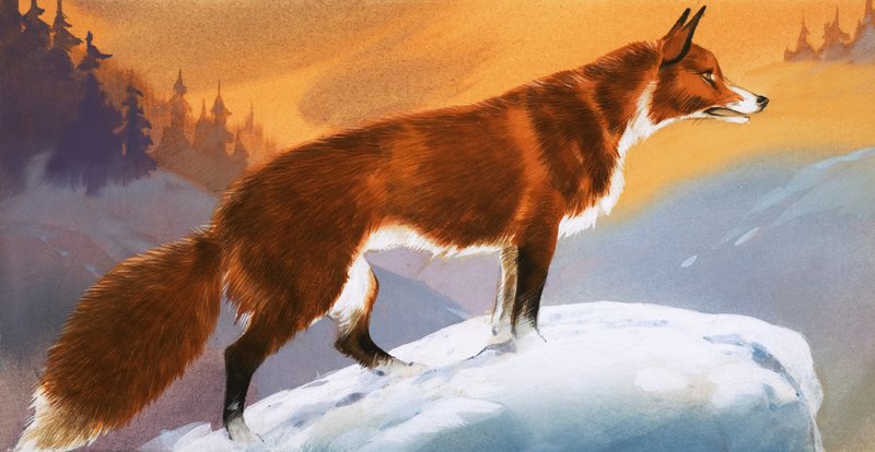 Renard dans la neige - Angus McBride
