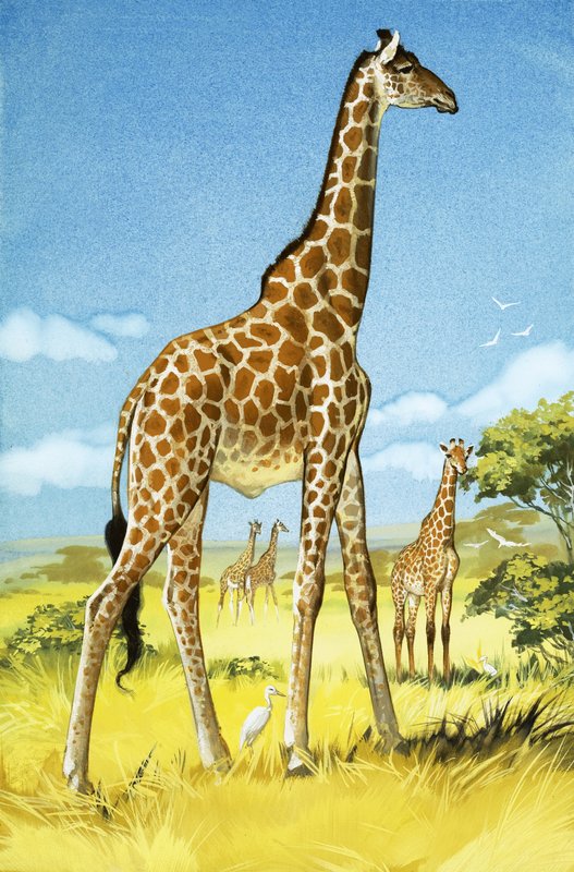 Girafes - Angus McBride