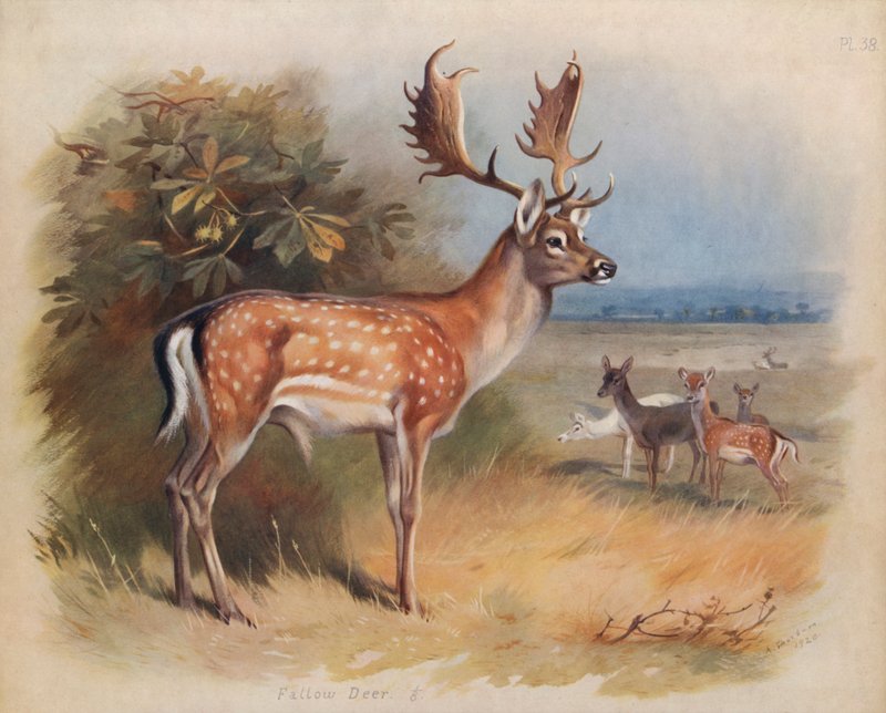 Daim - Archibald Thorburn