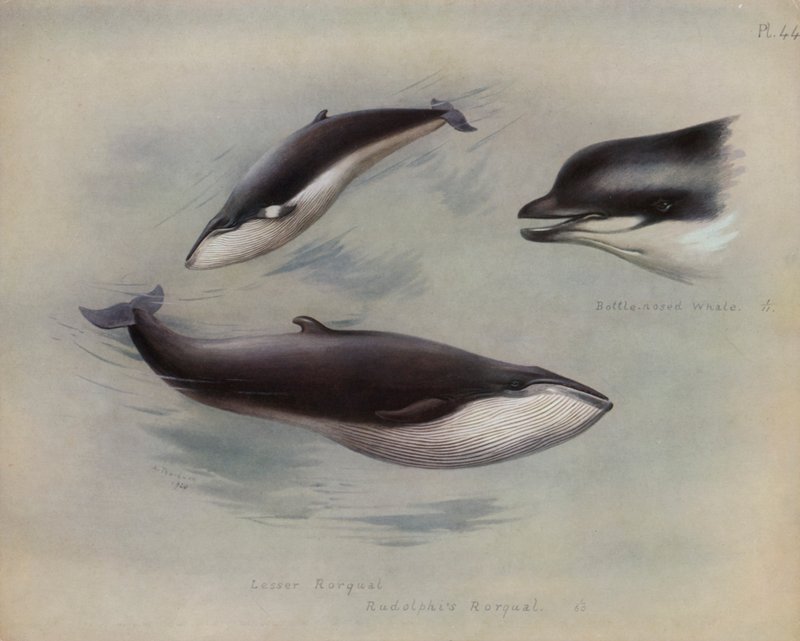 Petit rorqual, Rorqual de Rudolphi, Baleine à bec - Archibald Thorburn