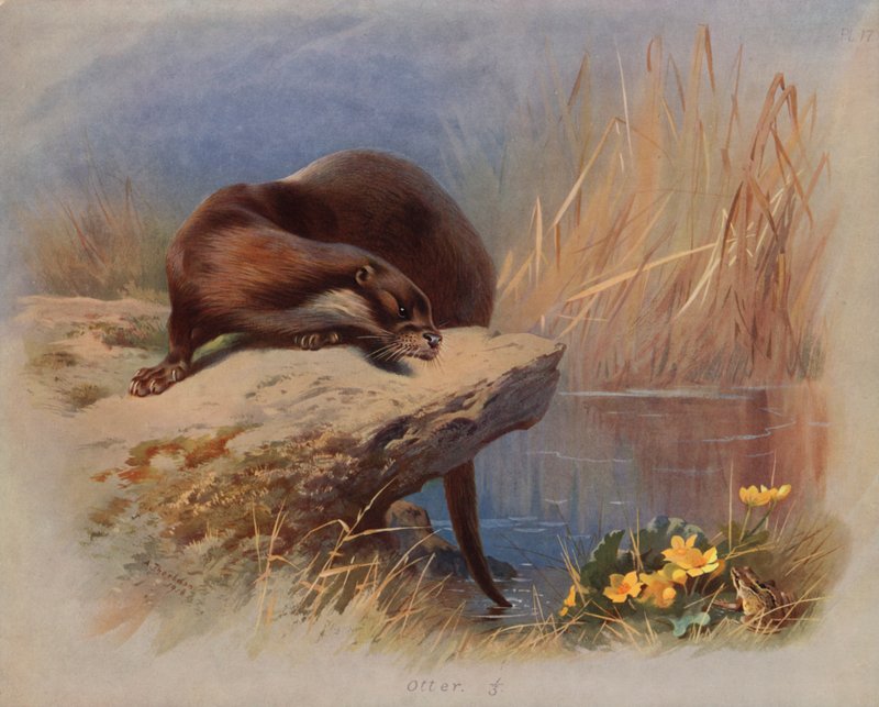 Loutre - Archibald Thorburn