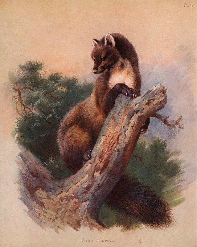 Martre des pins - Archibald Thorburn