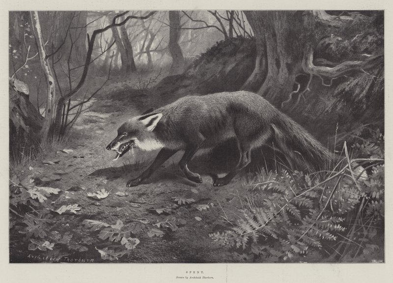Épuisé - Archibald Thorburn