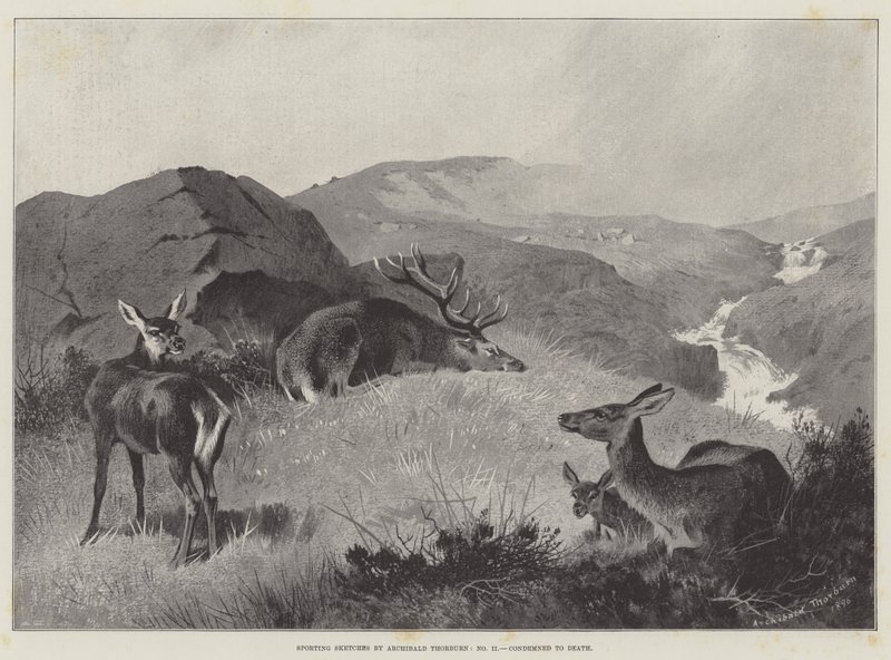 Esquisses sportives, Condamné à mort - Archibald Thorburn