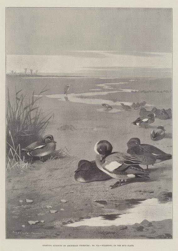 Sujets sportifs, oiseaux sauvages sur les vasières - Archibald Thorburn