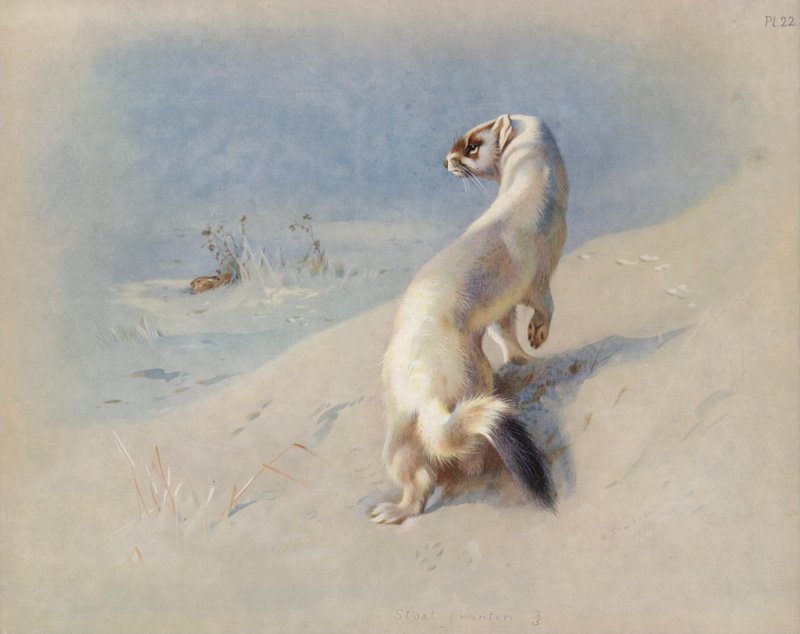 Hermine (hiver) - Archibald Thorburn